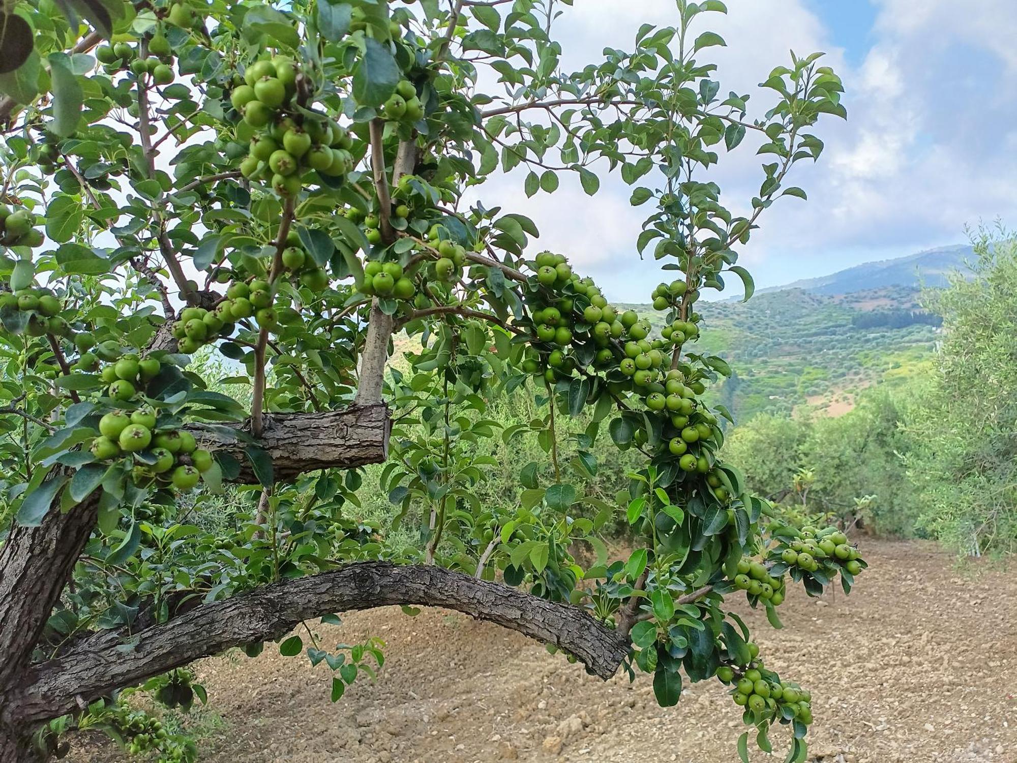 라스카리 Agriturismo Le Campanelle - Sicilia - Cefalu 빌라 외부 사진