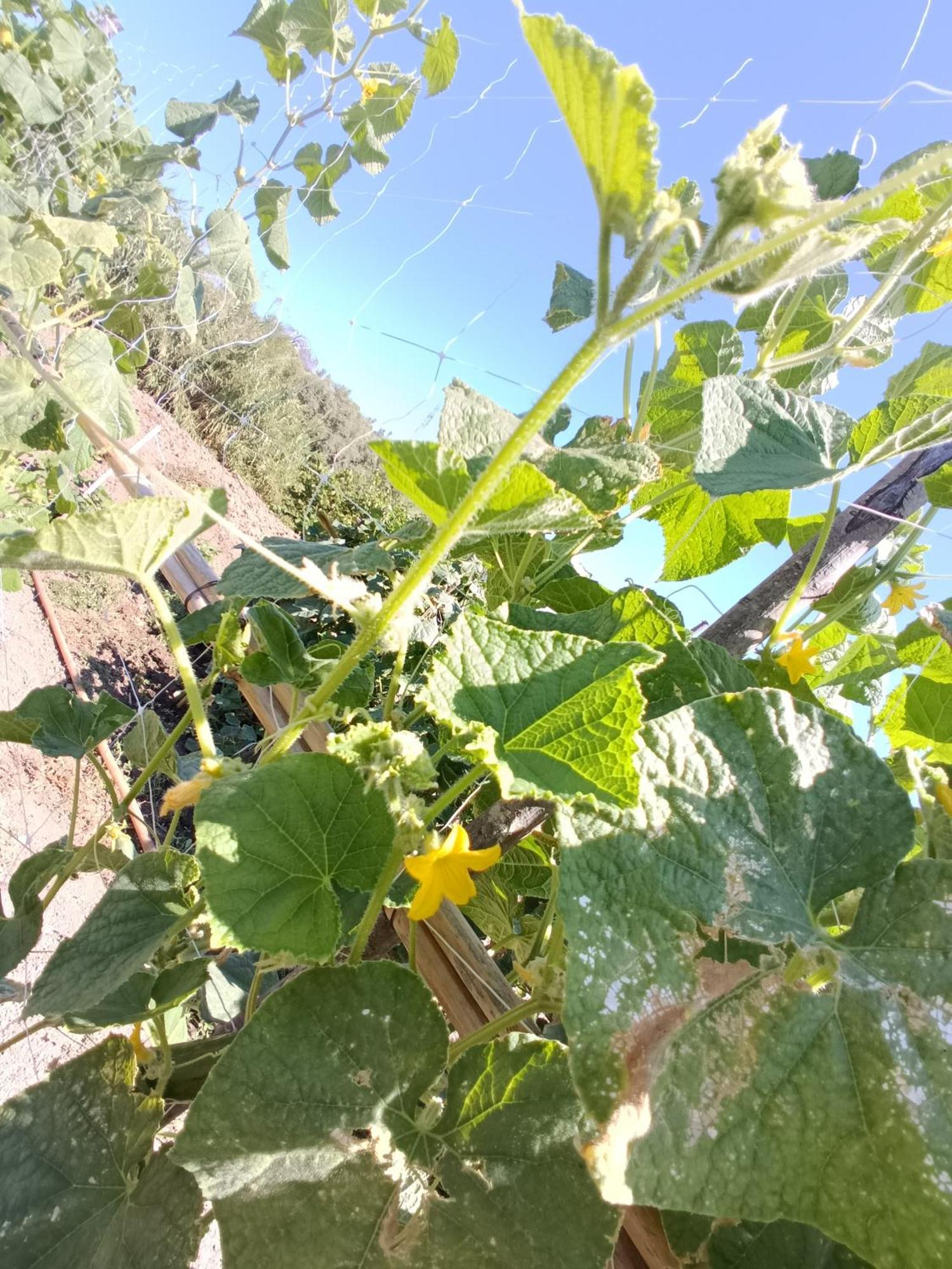 라스카리 Agriturismo Le Campanelle - Sicilia - Cefalu 빌라 외부 사진